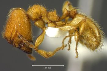 Media type: image;   Entomology 34318 Aspect: habitus lateral view